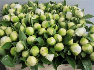 PIVOINE DUCHES D NEMO 50